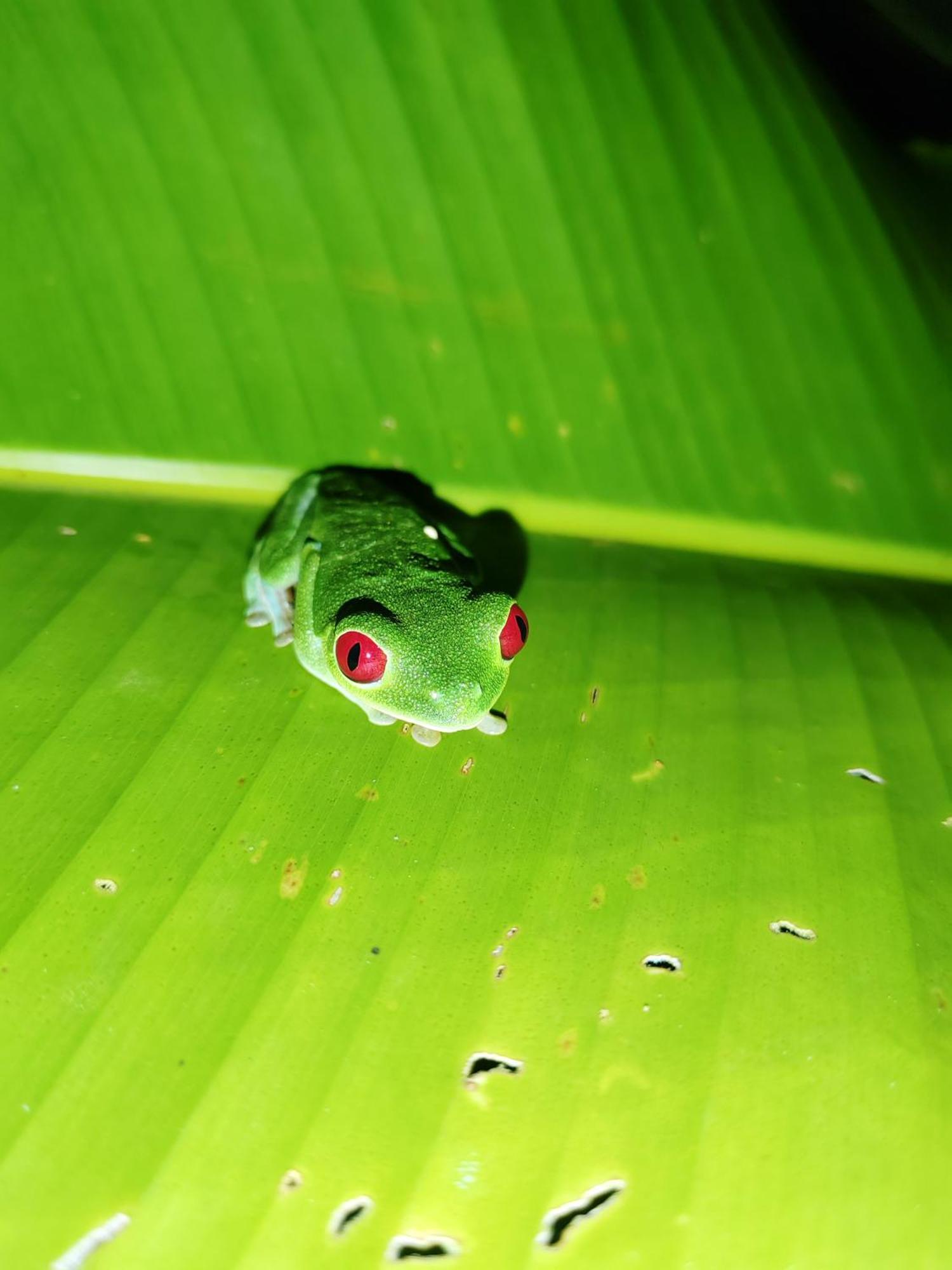 Garden Of Heliconias Lodge Дрейк Екстер'єр фото