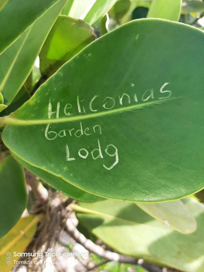 Garden Of Heliconias Lodge Дрейк Екстер'єр фото